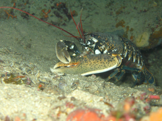 Scuba diving in Trogir Croatia - drvenik