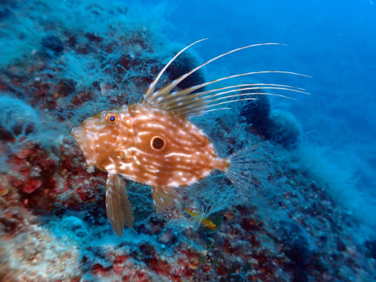 Scuba diving in Trogir Croatia - drvenik 2