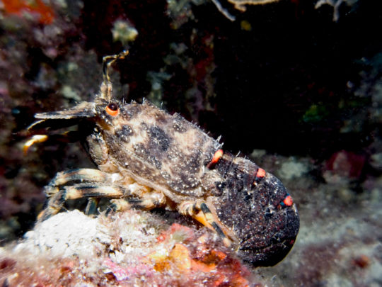 Scuba-Diving-Split-Trogir-Croatia-wreck-diver-specijalnost-wreckdiver1