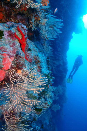 scuba diving in Split area - Venus